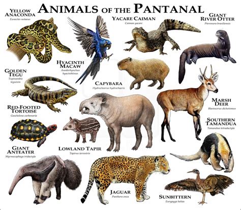 animals of the Pantanal Archives - inkart