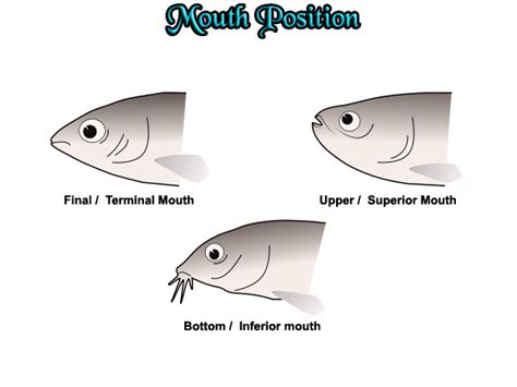 Perch Dissection