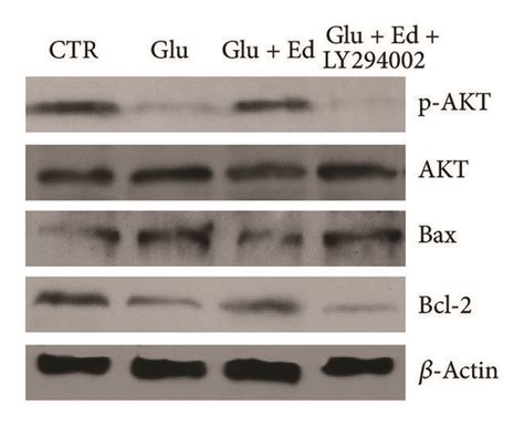 Detection Of Expression Of P Akt Akt Bax And Bcl 2 By Western Blot Download Scientific