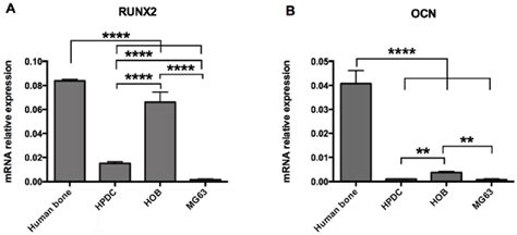 Mrna Expression Pattern Of Osteogenic Markers Runx2 And Ocn In Four