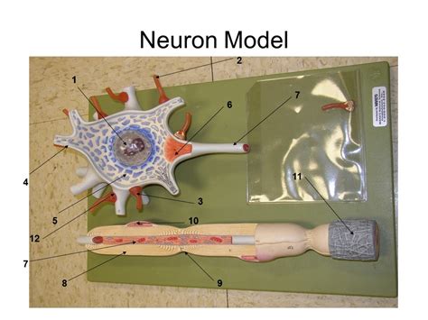 Neuron Model Labeled