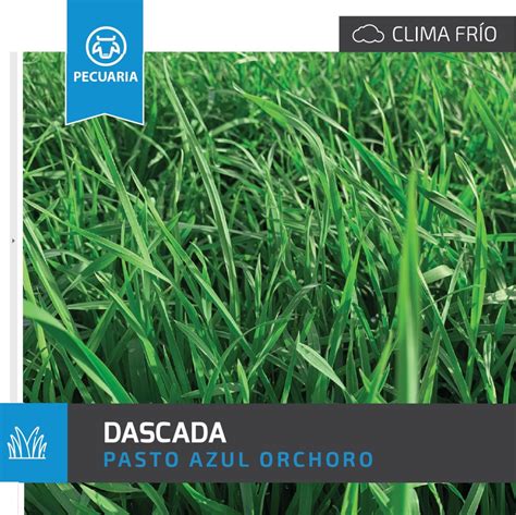 Semilla Forrajes Pastos Azul Orchoro Dascada Clima Frío 16lb Envío gratis