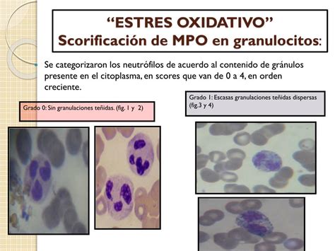 PPT CITOQUIMICA APLICADA A LA HEMATOLOGIA PowerPoint Presentation