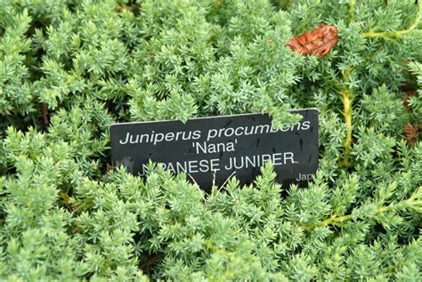 Juniperus procumbens 'Nana' (Dwarf Japanese Garden Juniper, Dwarf ...