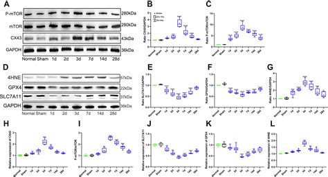 Inhibition Of Connexin43 Improves The Recovery Of Spinal Cord Injury