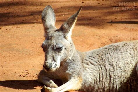 Kangaroo Size: How Big They Get & What Makes Them Grow