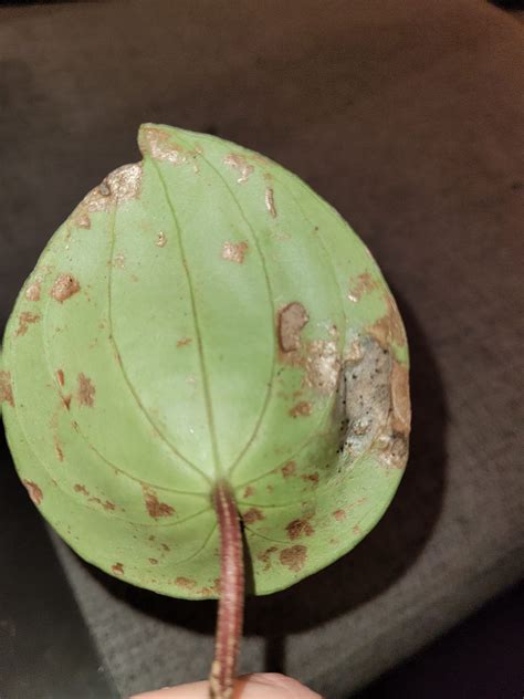 Thrips Damage Managing Citrus Thrips Is Especially Difficult During