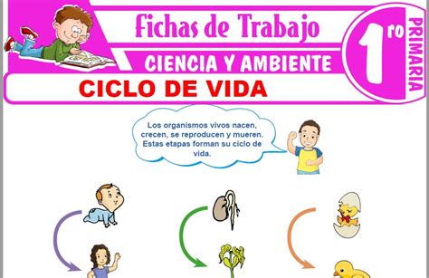 Ciclo De Vida Para Primero De Primaria Fichas De Trabajo