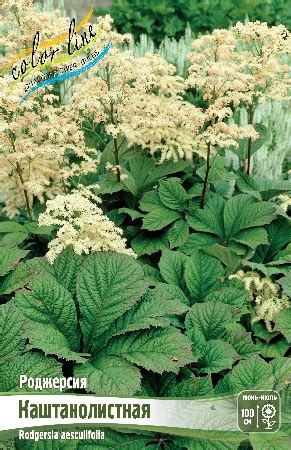 Колорлайн | Купить многолетники оптом в Москве +7(495)9358642