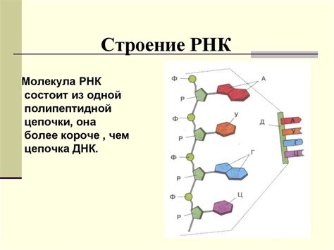 Рнк и днк. рнк - это что такое? рнк: строение, функции, виды