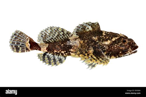 bull rout myoxocephalus scorpius stock photo alamy