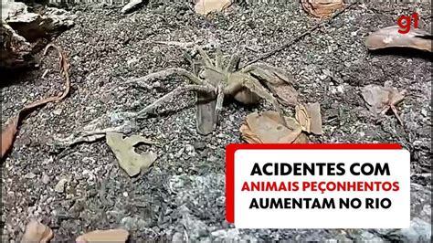 Acidentes Envolvendo Animais Pe Onhentos Aumentam No Rio Em Veja