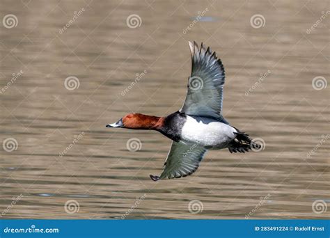 Red Crested Pochard Netta Rufina Flying Over A Lake At Munich Germany