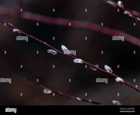 Pussy Willow Blooming In The Spring Stock Photo Alamy