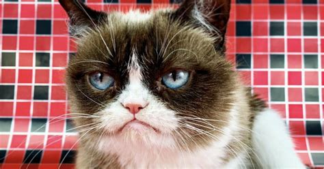 Breaking: Grumpy Cat, internet sensation, has passed away at age 7