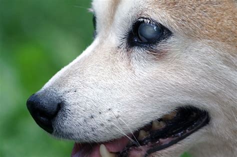 C Mo Se Ve La Conjuntivitis En Un Perro