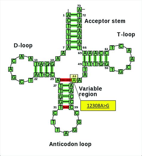 Secondary structure prediction of tRNA Leu(CUN) by the web servers for... | Download Scientific ...