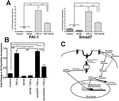 A Fold Change In Expression Levels Of Two Smad Regulated Genes Pai