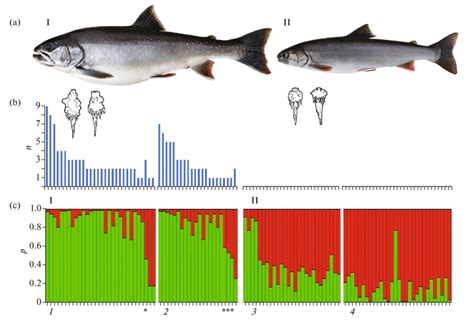 Identification of white char (I) and Dolly Varden (II), Salvelinus ...