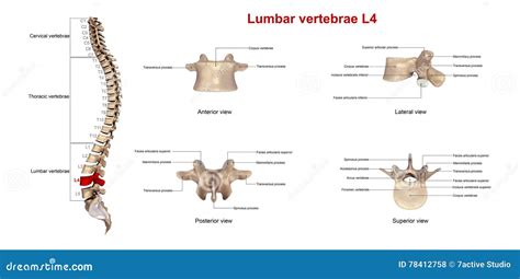 Lumbar vertebrae L4 stock illustration. Illustration of spine - 78412758