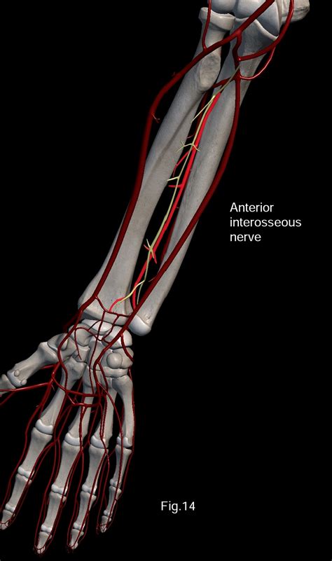 Anterior Interosseous Artery