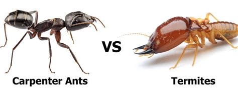 Carpenter Ants or Termites - Pronto Pest Management