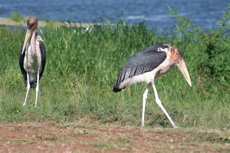 Definitive Guide To Marabou Stork Facts, Habitat, Conservation Status ...