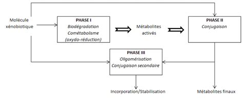 Repr Sentation Sch Matique Des Diff Rents Voies De Biod Gradation