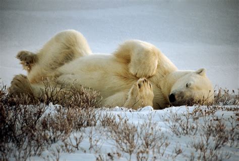 sleeping bear carmel valley road company