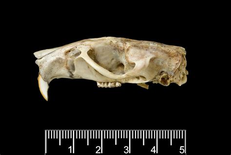 Antillean Giant Rice Rat Skull Photograph By Natural History Museum