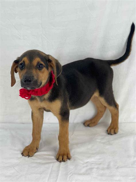 Adopt Bruce the mixed breed! Today - Find Paw Pal