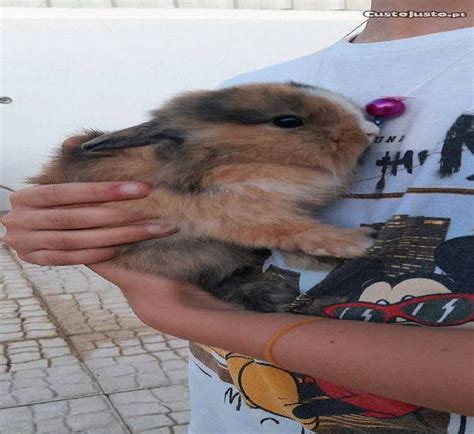 Coelhos Anoes Meses Animais Abril Clasf