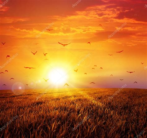 Warm sunset on the wild meadow — Stock Photo © titoOnz #64443285