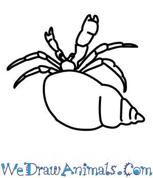 How to Draw a Hermit Crab