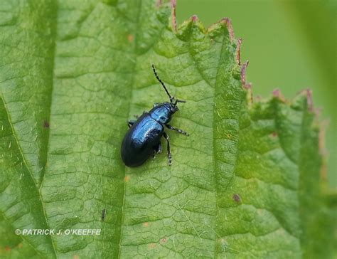 Raw Birds: small metallic blue beetle