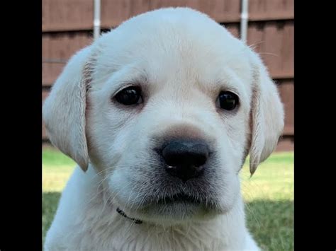 White Lab Puppies With Blue Eyes