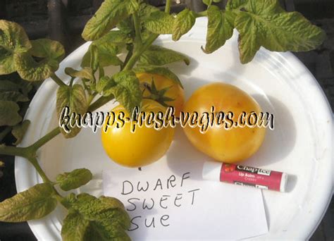 Dwarf Sweet Sue Knapp S Fresh Vegies