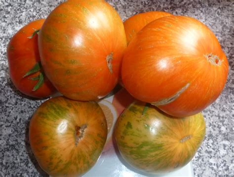Томат Солнечная вспышка: описание сорта, ОТЗЫВЫ, фото | tomatland.ru