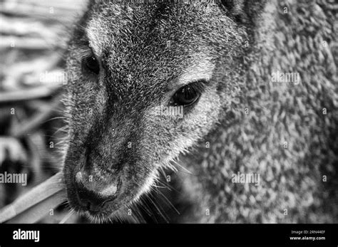 Macropus Rufogriseus Pictures Hi Res Stock Photography And Images Alamy