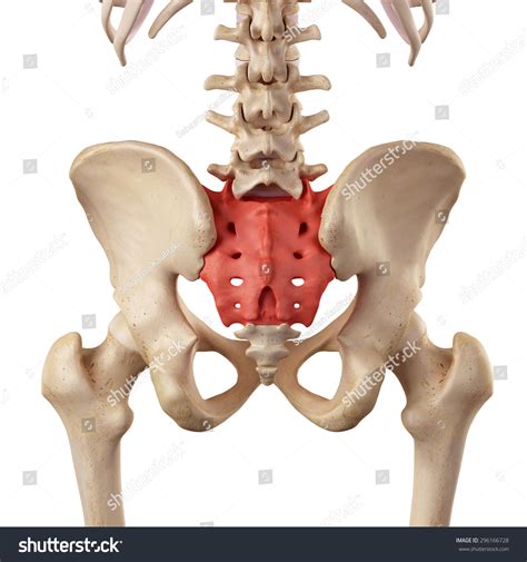 8,217 Sacrum Bone Images, Stock Photos & Vectors | Shutterstock