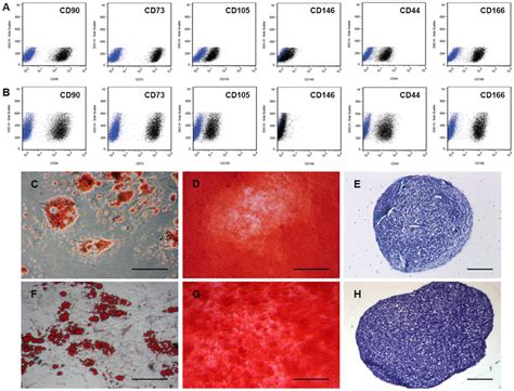 Characterization Of Human Bmmscs And Atmscs Cell Surface Proteins Of Download Scientific