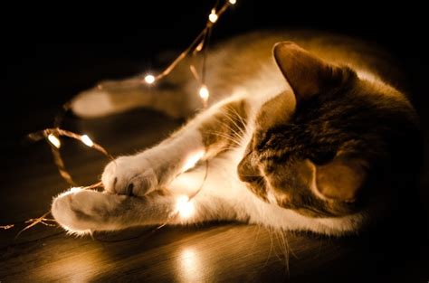 Free Photo | Closeup shot of a cat playing an orange series light in ...