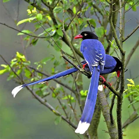 Taiwan Blue Magpie » GagDaily News