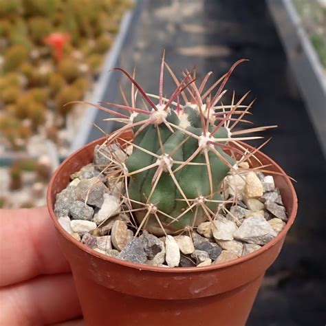 Ferocactus gracilis v coloratus Uhlig Kakteen Über 5000