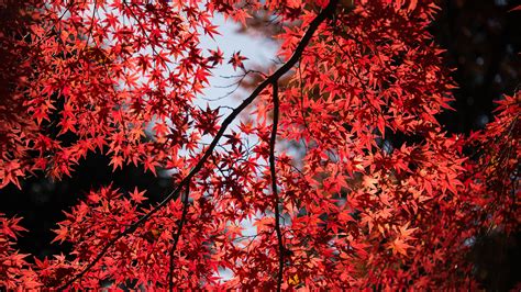 Japanese Maple Tree (Photo credit to Ben Cheung) [3840 x 2160] : r ...