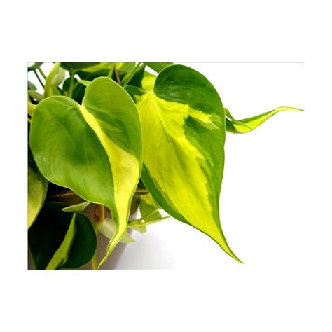 PHILODENDRON SCANDENS BRASIL COLGAR T25