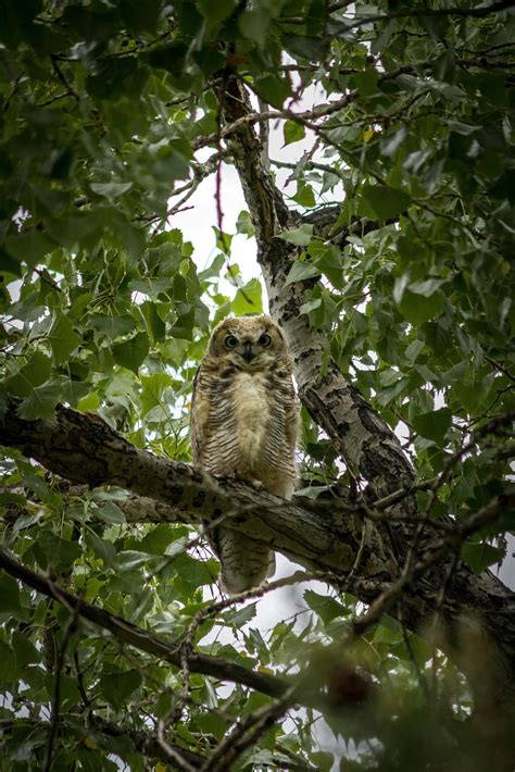 Superb Owl : r/Superbowl