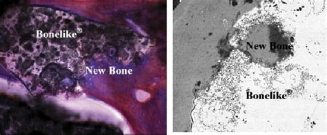 Histological and scanning electron microscopy images at different ... 
