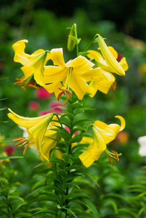 7 Lily Types to Grow in the Garden