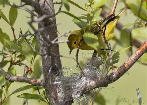 My First Yellow Warbler Nest – Feathered Photography